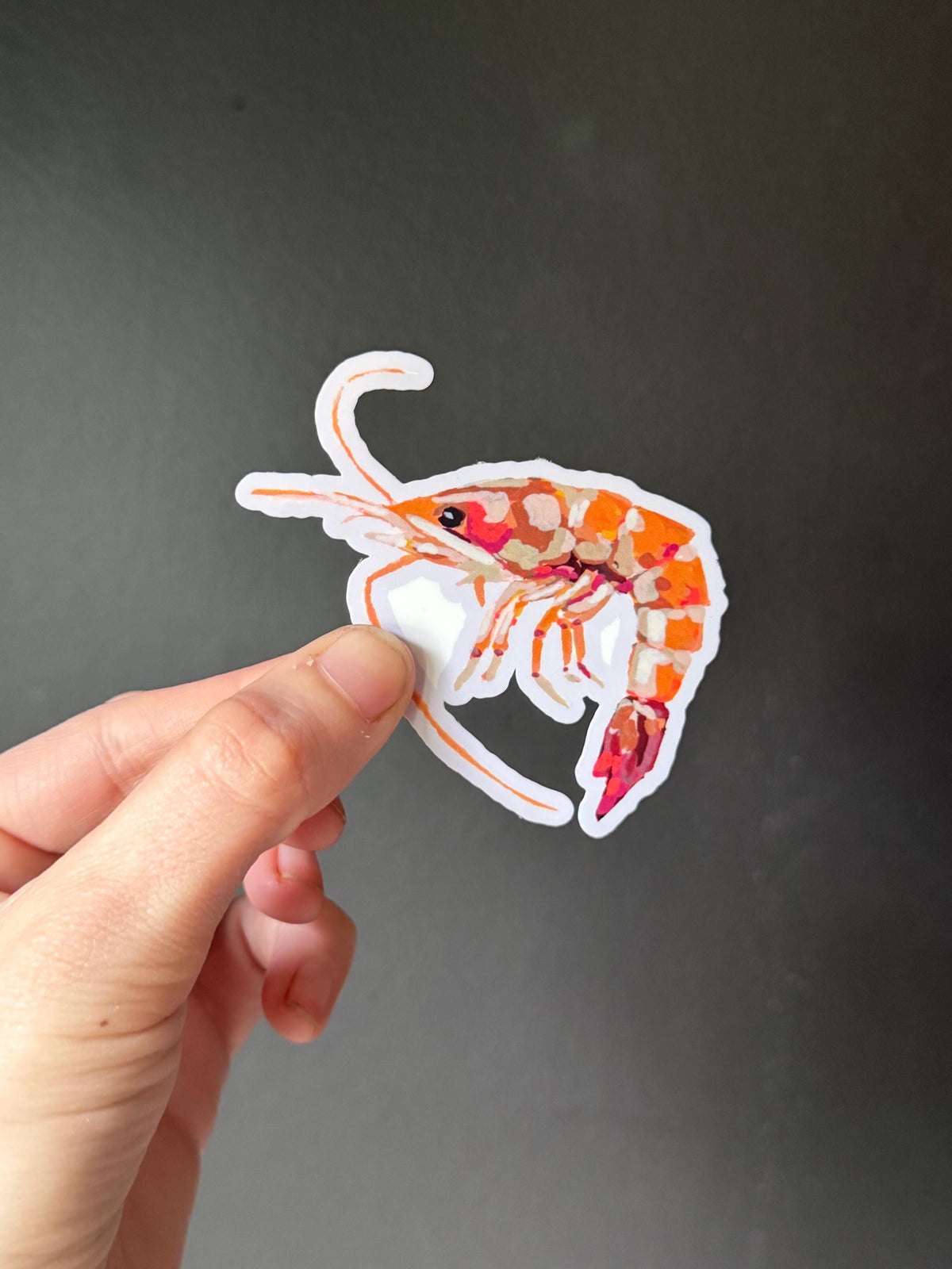 Original Painted Shrimp Sticker | 3" Die Cut Vinyl Decal